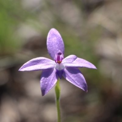 Glossodia major (Wax Lip Orchid) at Gundaroo, NSW - 21 Sep 2020 by Gunyijan