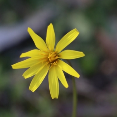 Microseris walteri (Yam Daisy, Murnong) at Gundaroo, NSW - 21 Sep 2020 by Gunyijan