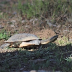 Chelodina longicollis (Eastern Long-necked Turtle) at Gundaroo, NSW - 21 Sep 2020 by Gunyijan