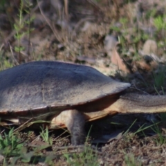 Chelodina longicollis at Gundaroo, NSW - 21 Sep 2020 04:00 PM