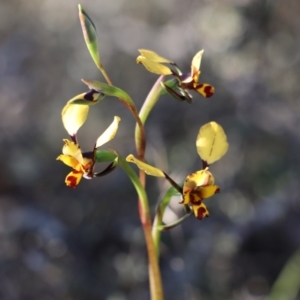 Diuris pardina at Gundaroo, NSW - 21 Sep 2020