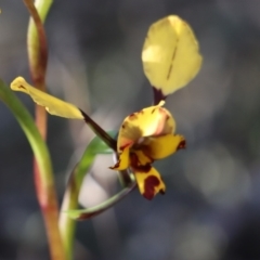 Diuris pardina at Gundaroo, NSW - 21 Sep 2020