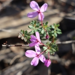 Tetratheca bauerifolia (Heath Pink-bells) at Gundaroo, NSW - 21 Sep 2020 by Gunyijan