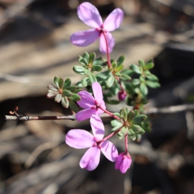 Tetratheca bauerifolia (Heath Pink-bells) at Gundaroo, NSW - 21 Sep 2020 by Gunyijan