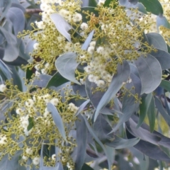 Acacia falciformis (Broad-leaved Hickory) at Black Range, NSW - 23 Sep 2020 by MatthewHiggins