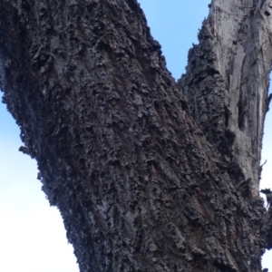 Acacia falciformis at Black Range, NSW - 23 Sep 2020
