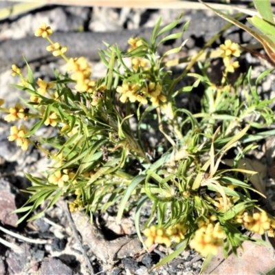 Lomandra obliqua (Twisted Matrush) at Bugong National Park - 23 Sep 2020 by plants