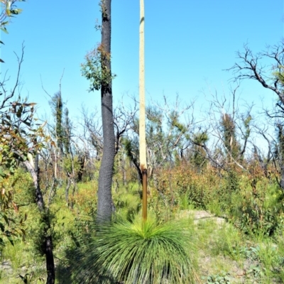 Xanthorrhoea australis (Austral Grass Tree, Kangaroo Tails) at Bugong National Park - 23 Sep 2020 by plants