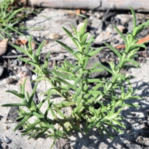 Chloanthes stoechadis at Budgong, NSW - 23 Sep 2020