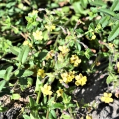 Goodenia heterophylla subsp. eglandulosa (Variable Goodenia) at Bugong National Park - 23 Sep 2020 by plants