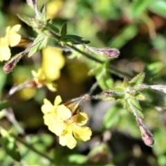 Goodenia heterophylla subsp. eglandulosa at Budgong, NSW - 23 Sep 2020