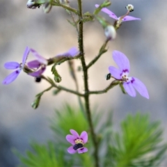 Stylidium laricifolium (Giant Triggerplant, Tree Triggerplant) at Budgong, NSW - 23 Sep 2020 by plants