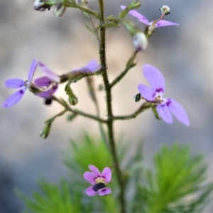 Stylidium laricifolium at Budgong, NSW - 23 Sep 2020 09:19 PM