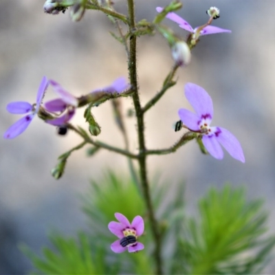 Stylidium laricifolium (Giant Triggerplant, Tree Triggerplant) at Budgong, NSW - 23 Sep 2020 by plants