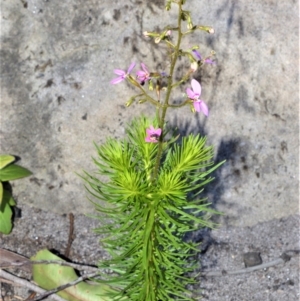 Stylidium laricifolium at Budgong, NSW - 23 Sep 2020