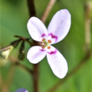 Stylidium laricifolium at Budgong, NSW - 23 Sep 2020