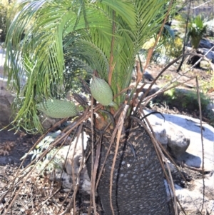 Macrozamia communis at Budgong, NSW - suppressed