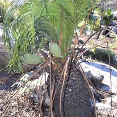 Macrozamia communis (Burrawang) at Budgong, NSW - 23 Sep 2020 by plants