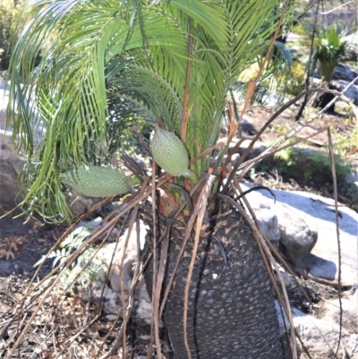 Macrozamia communis (Burrawang) at Bugong National Park - 23 Sep 2020 by plants