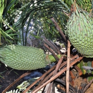 Macrozamia communis at Budgong, NSW - suppressed