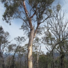 Eucalyptus rubida subsp. rubida (Candlebark) at Clear Range, NSW - 12 Sep 2020 by idlidlidlidl