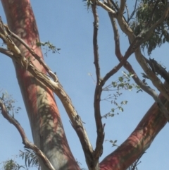 Eucalyptus rubida subsp. rubida at Clear Range, NSW - 12 Sep 2020