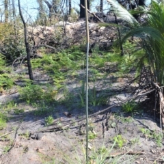 Xanthorrhoea concava (Grass Tree) at Budgong, NSW - 23 Sep 2020 by plants