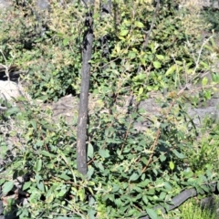 Syncarpia glomulifera subsp. glomulifera (Turpentine) at Bugong National Park - 23 Sep 2020 by plants