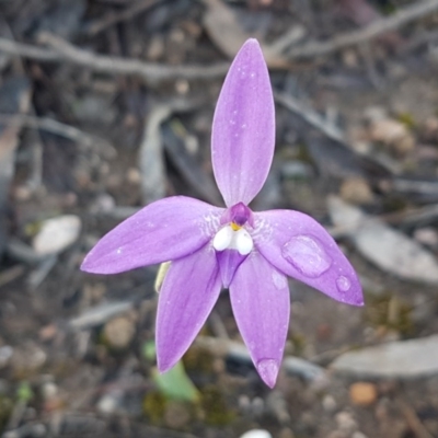 Glossodia major (Wax Lip Orchid) at Bruce Ridge - 23 Sep 2020 by trevorpreston
