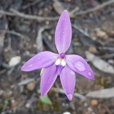 Glossodia major (Wax Lip Orchid) at O'Connor, ACT - 23 Sep 2020 by tpreston