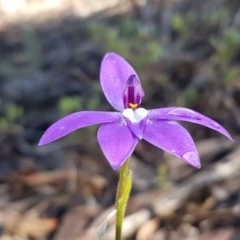 Glossodia major at O'Connor, ACT - suppressed