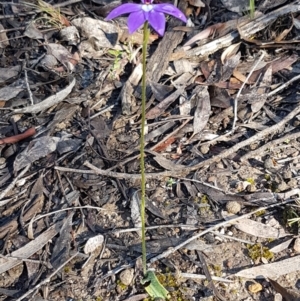 Glossodia major at O'Connor, ACT - suppressed