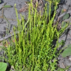 Amperea xiphoclada (Broom Spurge) at Budgong, NSW - 23 Sep 2020 by plants