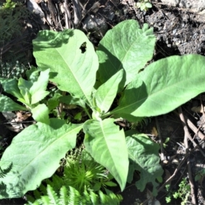 Solanum mauritianum at Budgong, NSW - 23 Sep 2020