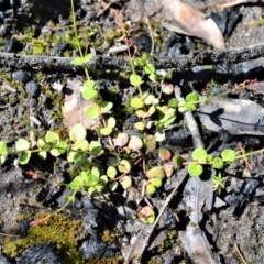 Gonocarpus micranthus (Creeping Raspwort) at Illaroo, NSW - 23 Sep 2020 by plants