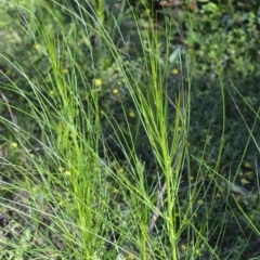 Viminaria juncea (Golden Spray) at Bugong National Park - 23 Sep 2020 by plants