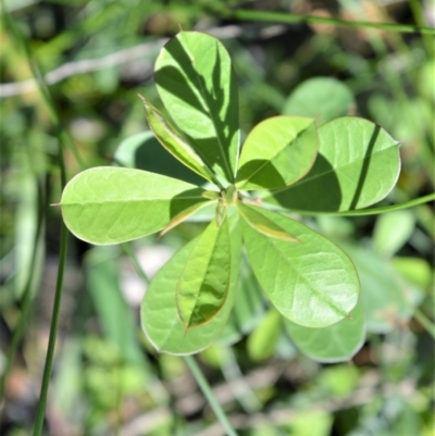 Pultenaea daphnoides (Large-leaf Bush-pea) at Illaroo, NSW - 23 Sep 2020 by plants