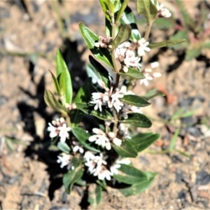 Marsdenia suaveolens at Illaroo, NSW - 23 Sep 2020