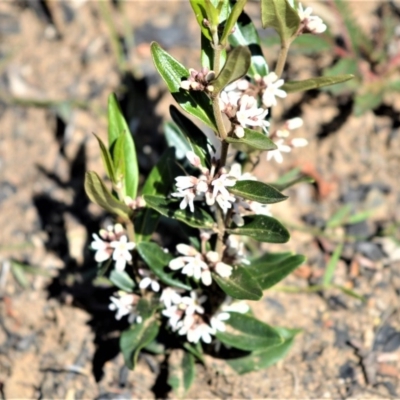 Marsdenia suaveolens (Scented Marsdenia) at Illaroo, NSW - 23 Sep 2020 by plants