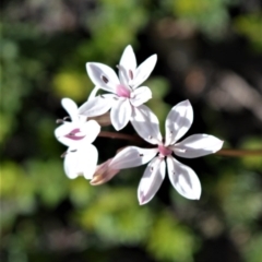 Burchardia umbellata (Milkmaids) at Bugong National Park - 23 Sep 2020 by plants