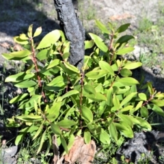 Persoonia levis (Broad-leaved Geebung) at Bugong National Park - 23 Sep 2020 by plants