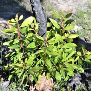 Persoonia levis at Budgong, NSW - 23 Sep 2020