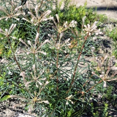 Banksia spinulosa var. spinulosa (Hairpin Banksia) at Bugong National Park - 23 Sep 2020 by plants