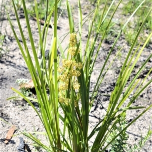 Lomandra multiflora at Budgong, NSW - 23 Sep 2020