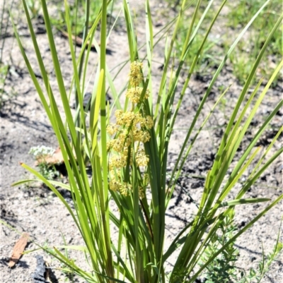 Lomandra multiflora (Many-flowered Matrush) at Budgong, NSW - 23 Sep 2020 by plants