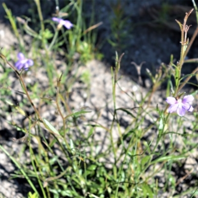 Scaevola ramosissima (Hairy Fan-flower) at Budgong, NSW - 23 Sep 2020 by plants