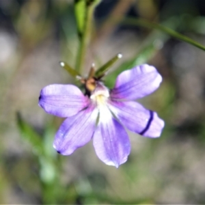 Scaevola ramosissima at Budgong, NSW - 23 Sep 2020