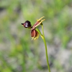 Caleana major (Large Duck Orchid) at Budgong, NSW - 23 Sep 2020 by plants