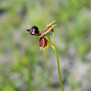 Caleana major at Budgong, NSW - 23 Sep 2020