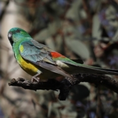 Psephotus haematonotus (Red-rumped Parrot) at Mount Ainslie - 16 Sep 2020 by jbromilow50